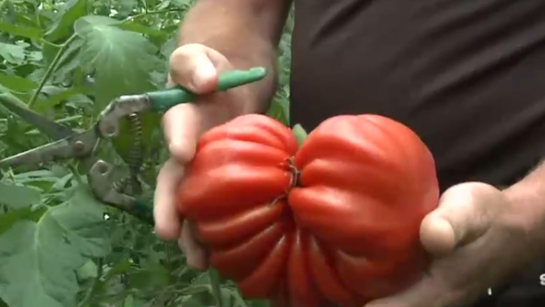 VIDEO. Rosiile-gigant, noul pariu al agricultorilor romani, desi unii clienti se feresc de ele. Cu cat sunt vandute in piete Imagine