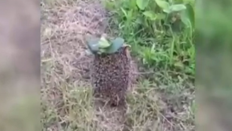 VIDEO. Rusii monteaza mine antipersonal pe arici Imagine