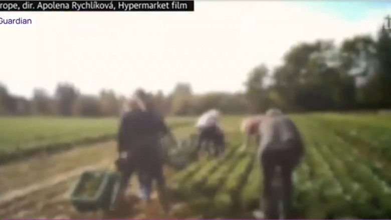 VIDEO Salarii mici si ore nesfarsite de lucru in conditii extreme. Cum arata o zi din viata muncitorilor de la ferme in Germania Imagine