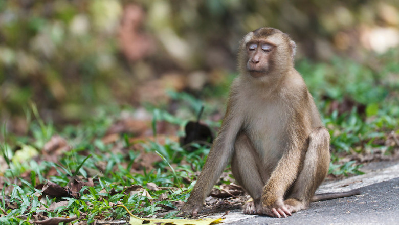 VIDEO. Satele thailandeze sunt terorizate de macaci Imagine