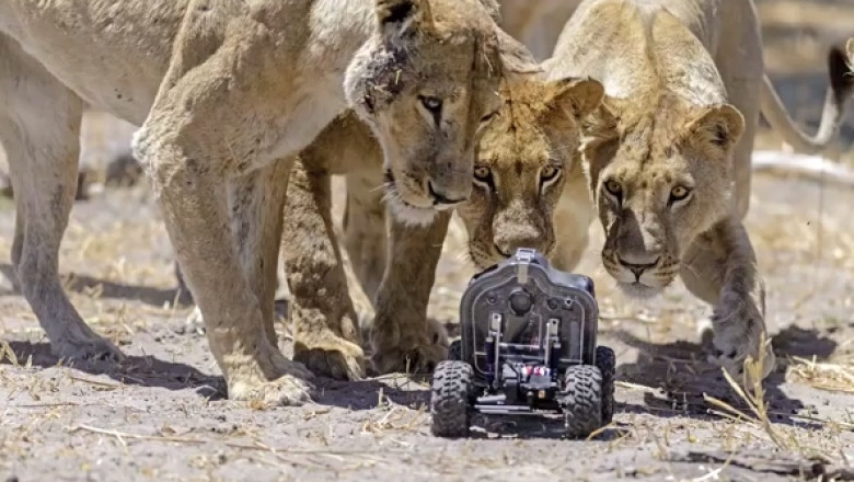VIDEO Sedinta foto involuntara cu leoaice: O masina teleghidata si un Nikon D800E imortalizeaza un grup de feline Imagine