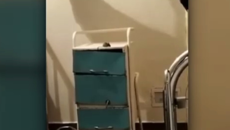 VIDEO. Soarece filmat intr-un salon de pediatrie. DSP sustine ca a aflat intamplator de nereguli, de la jurnalisti Imagine