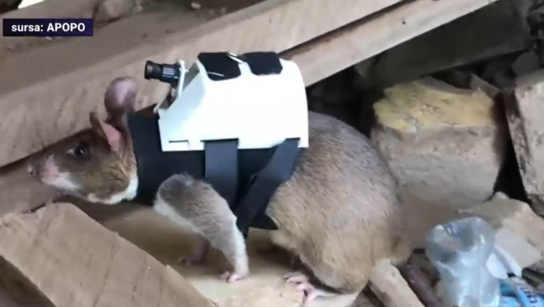 VIDEO Sobolani dresati sa salveze vieti. Cum actioneaza micile rozatoare Imagine