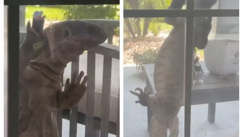 VIDEO. Soparla uriasa filmata in timp ce se catara pe fereastra unei case: Am crezut ca e Godzilla Imagine