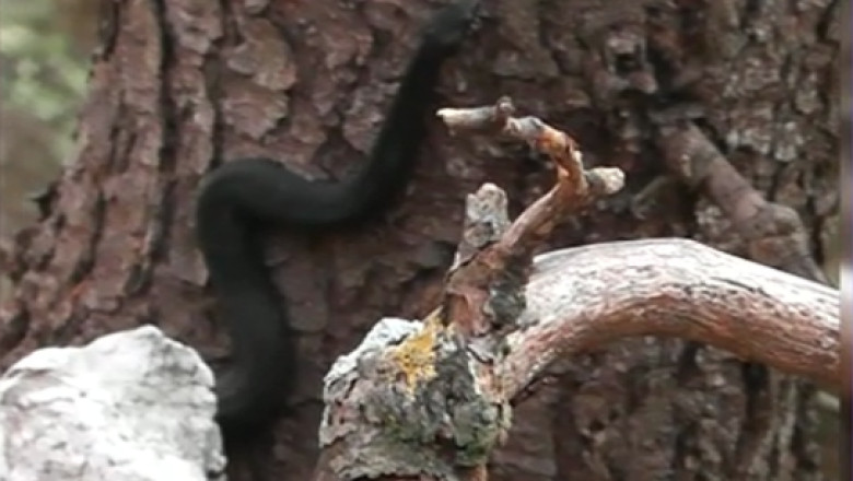 VIDEO. Specie rara redescoperita dupa 40 de ani. Vipera neagra a fost filmata in muntii Parang Imagine