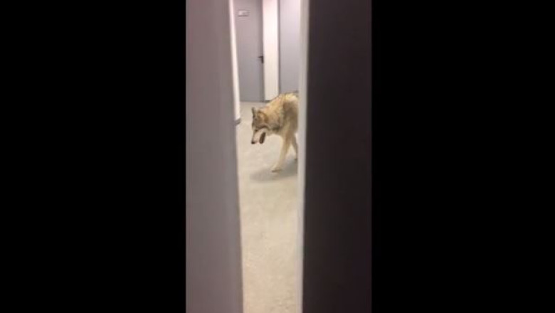 VIDEO. Sportiva americana la Soci: „Un lup in holul meu?” Imagine