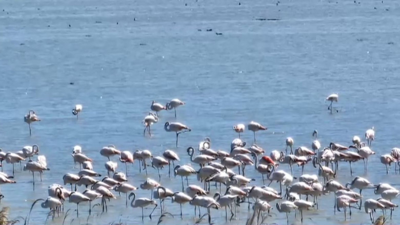 VIDEO Sute de pasari flamingo au poposit in apropiere de litoralul romanesc Imagine