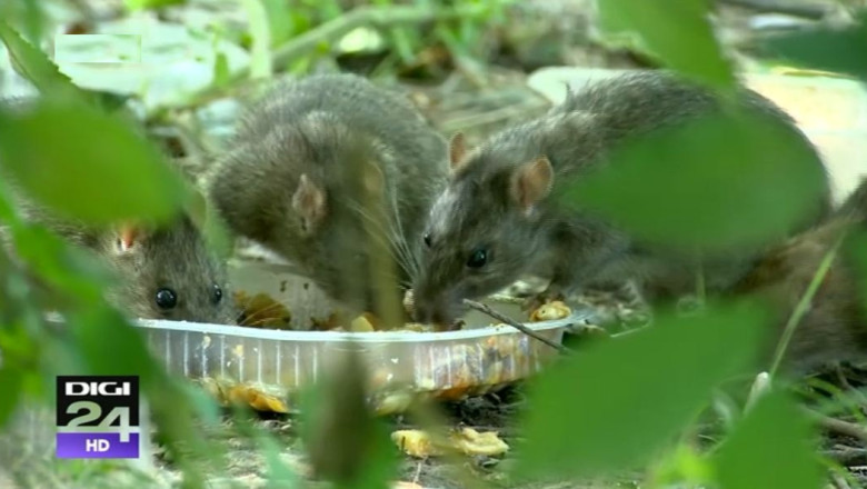 VIDEO: Sute de sobolani au invadat o zona din parcul IOR din Bucuresti. Reactia firmei care face deratizarea  Imagine