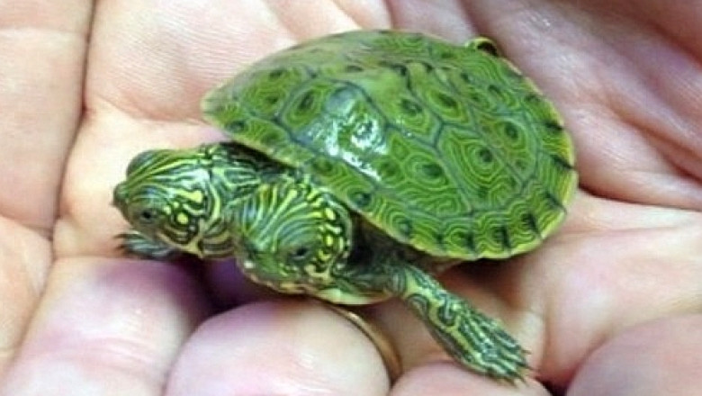 VIDEO Thelma si Louise, broscuta testoasa cu doua capete din San Antonio Imagine