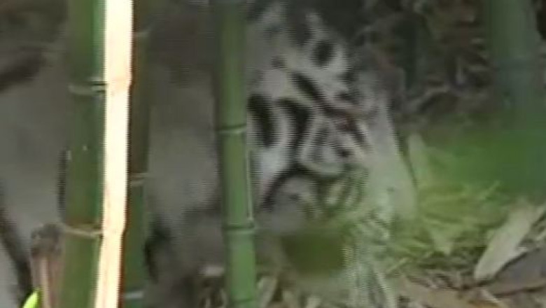 VIDEO Tigri albi, vedete la zoo in Chile Imagine