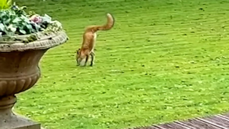 VIDEO. Toata lumea este impresionata de aceasta vulpe cu doar doua picioare care a intrat intr-o curte sa-si caute de mancare Imagine