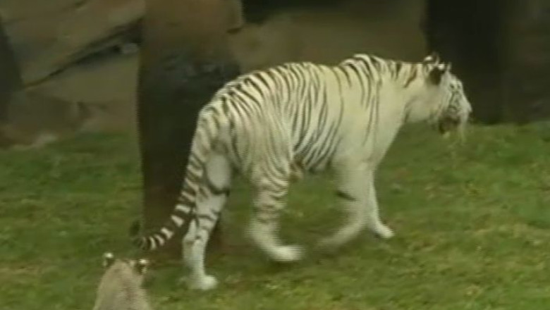 VIDEO. Trei pui albinosi de tigru bengalez, atractie la Lima Imagine