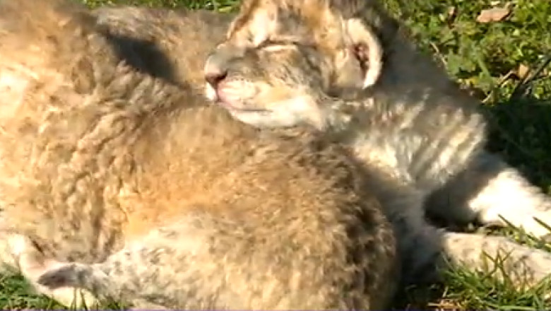 VIDEO. Trei pui de leu, nascuti la gradina zoologica din Ramnicu Valcea Imagine