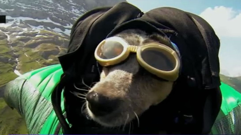 VIDEO. Un caine a sarit cu parasuta Imagine