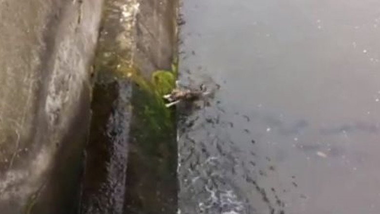 VIDEO. Un caine salvat din apele reci ale Somesului Mic isi arata recunostinta Imagine