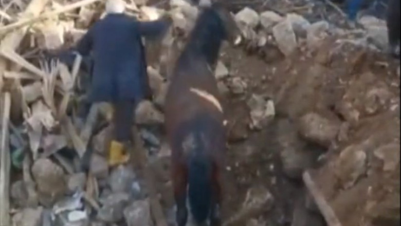 VIDEO Un cal a fost scos in viata de sub daramaturi, la 21 de zile de la cutremurul devastator din Turcia Imagine