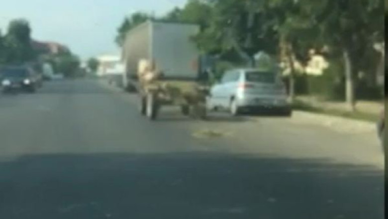 VIDEO. Un cal abandonat de stapan a lovit sapte masini pe strazile din Targoviste Imagine