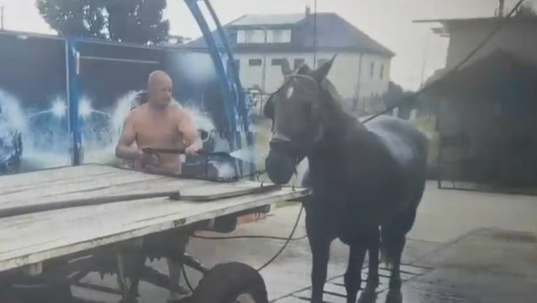 VIDEO. Un cal s-a racorit la o spalatorie auto. Imaginile surprinse intr-un oras din Timis Imagine