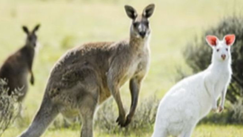 VIDEO. Un cangur albinos surprins in Australia Imagine