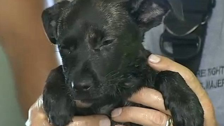 VIDEO. Un catel a supravietuit dupa ce ramas blocat in motorul unei masini Imagine