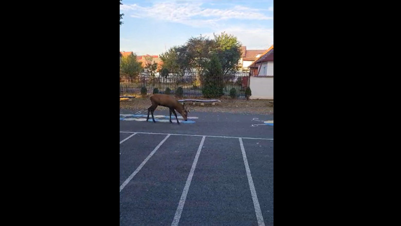 VIDEO. Un cerb a intrat in curtea unei scoli din Rasnov. Autoritatile au intervenit pentru a inlatura animalul Imagine