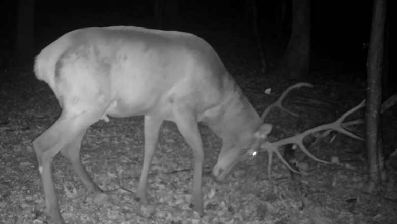 VIDEO. Un cerb se antreneaza pentru luptele care vor avea loc in perioada boncanitului Imagine