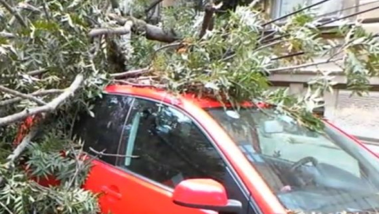 VIDEO. Un copac s-a prabusit peste doua masini in Timisoara Imagine