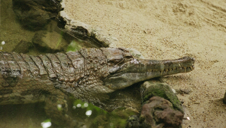 VIDEO. Un crocodil in lupta cu politia din Texas Imagine