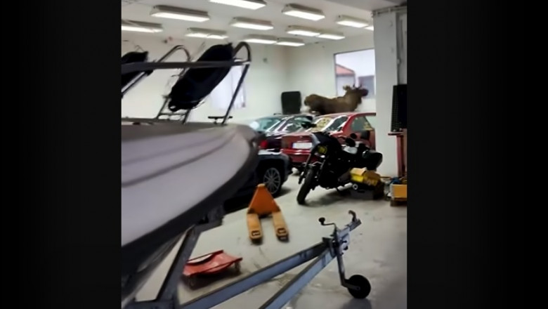 VIDEO Un elan a intrat intr-un garaj din Suedia si a distrus trei BMW-uri clasice Imagine