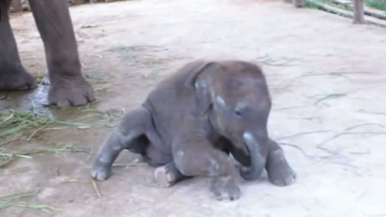 VIDEO. Un elefantel lenes Imagine