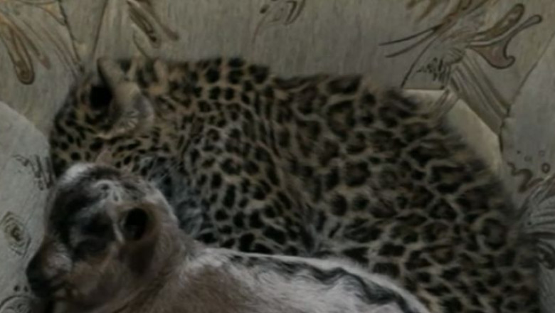 VIDEO. Un ied si un pui de leopard din Rusia sunt de nedespartit Imagine