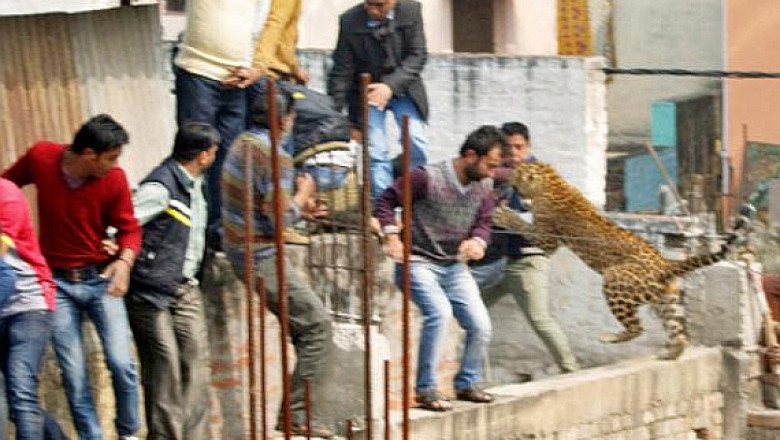 VIDEO Un leopard ratacit creeaza panica intr-un oras din India. Scolile si pietele publice au fost inchise preventiv Imagine
