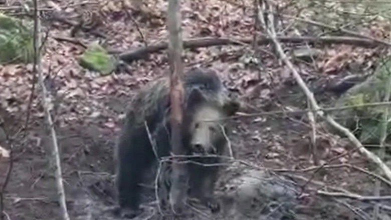 VIDEO Un lup si un pui de urs, prinsi in laturi in Muntii Gurghiului. Lupul a murit Imagine