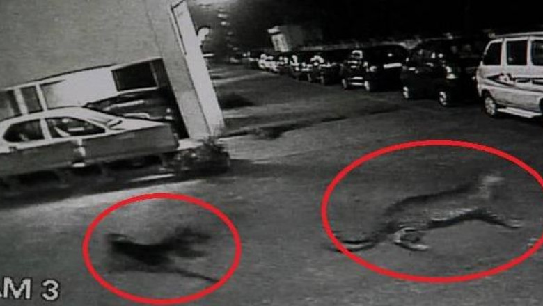 VIDEO. Un maidanez a fugarit un leopard dintr-un complex rezidential Imagine