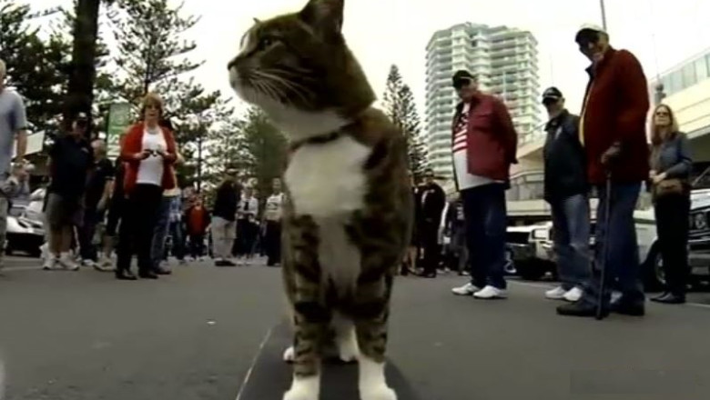 VIDEO. Un motan din Australia merge pe skateboard Imagine
