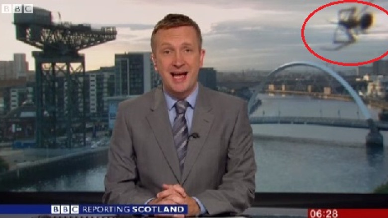 VIDEO Un paianjen isi devoreaza prada in direct la BBC. Insecta si-a intins panza pe camera de filmat Imagine