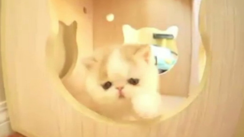 VIDEO. Un pisoi care latra a ajuns vedeta pe Internet Imagine