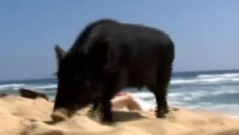 VIDEO Un porcusor este amator de surfing Imagine