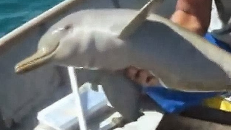 VIDEO Un pui de delfin danseaza pentru pescarii care l-au salvat de la moarte Imagine