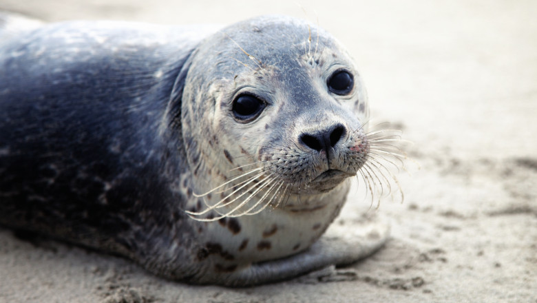 VIDEO Un pui de foca a intrat intr-o casa din Noua Zeelanda, a traumatizat pisica proprietarilor si a lenevit cateva ore pe canapea Imagine