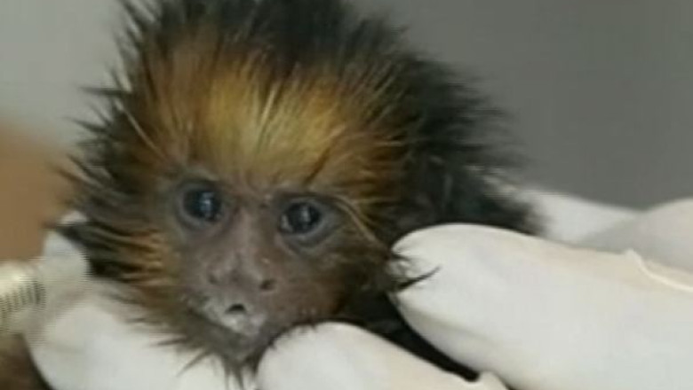 VIDEO. Un pui de maimuta tamarin mic cat un papuc Imagine