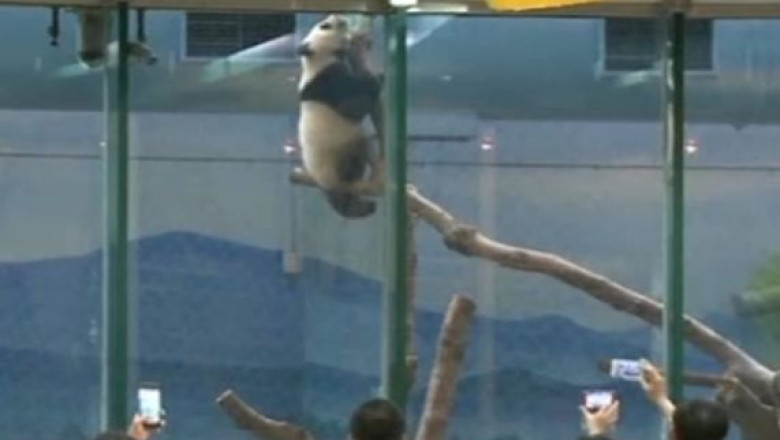 VIDEO. Un pui de panda face senzatie in Taiwan Imagine