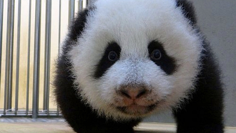 VIDEO Un pui de panda gigant face primii pasi la Gradina Zoologica din Taipei Imagine