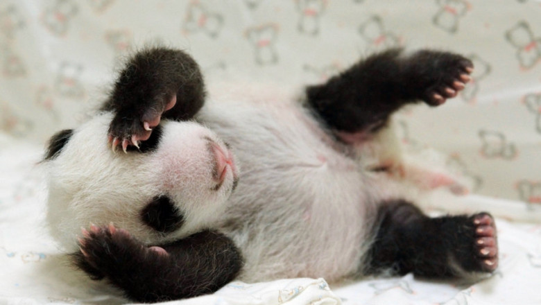 VIDEO. Un pui de panda s-a intalnit cu mama sa la o luna dupa nastere Imagine