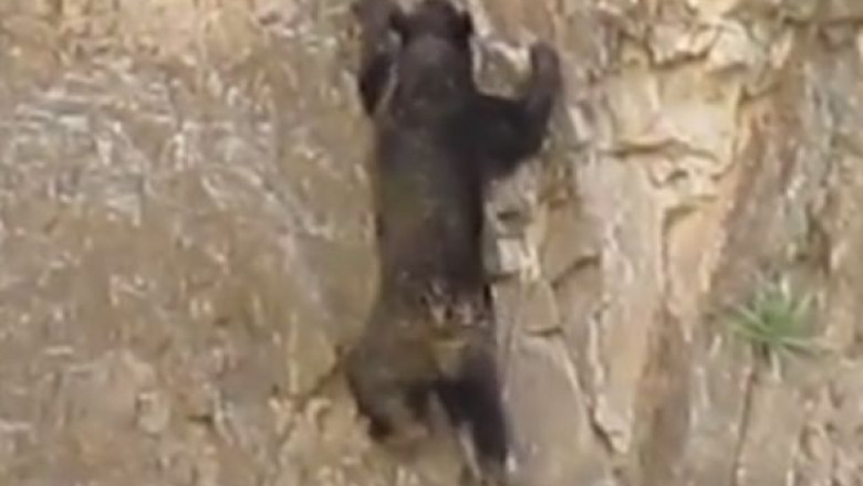 VIDEO. Un pui de urs curajos s-a catarat pe o stanca Imagine