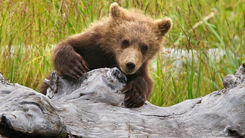 VIDEO Un pui de urs tulbura dupa-amiaza relaxata la piscina a trei tineri din California Imagine