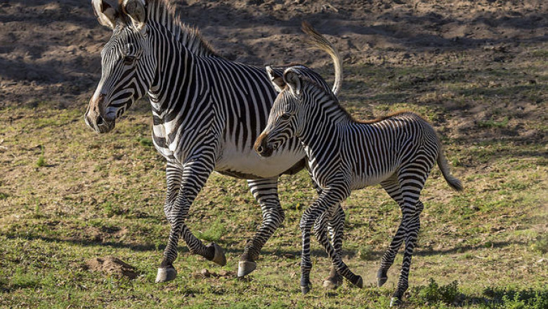 VIDEO. Un pui de zebra este noua vedeta a gradinii zoologice din San Diego Imagine