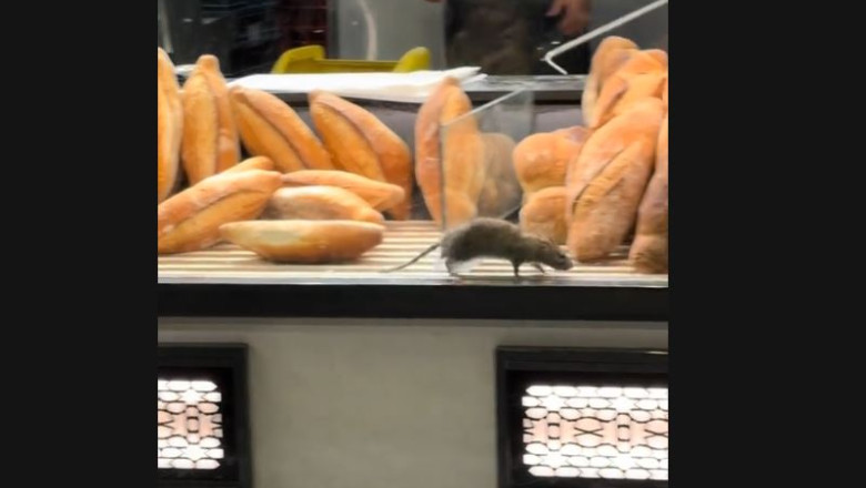 VIDEO Un sobolan a fost filmat in timp ce se plimba printre paini, in vitrina unei brutarii din Bucuresti. Masurile luate de ANPC Imagine