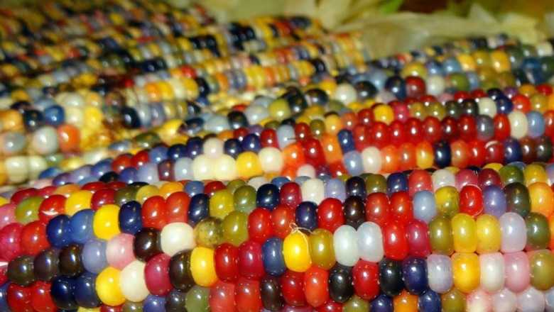 VIDEO Un soi de porumb cu boabe colorate a fost obtinut in SUA, dupa ani de incercari Imagine