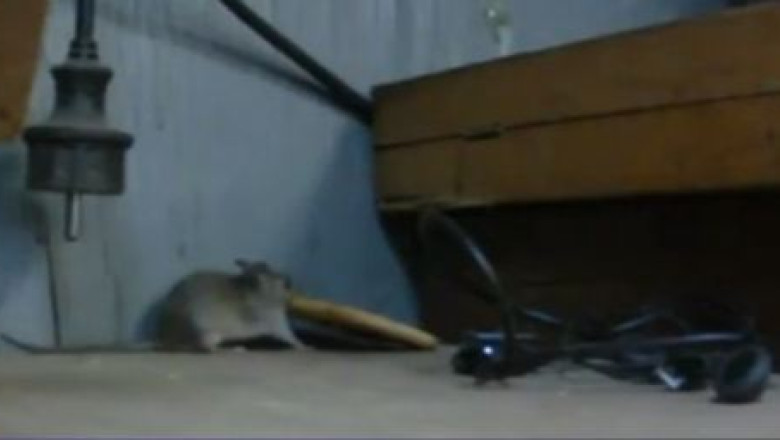 VIDEO. Un soricel incearca sa care un biscuit Imagine